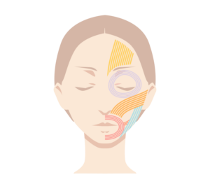 女性の顔の筋肉（表情筋）のイメージイラスト